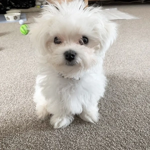 Malteserwelpe, 11 Wochen alt, abzugeben