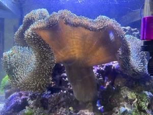 Braune Lederkoralle ca.50cm