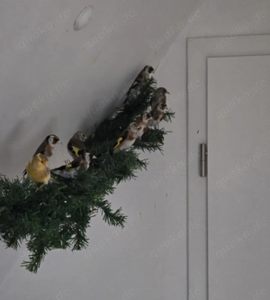 Europäische Stieglitz geschlossen beringt 