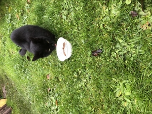 liebe Hauskatze zu verschenken, 2 Jahre alt, 