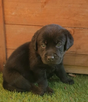 zuckersüße Labradorwelpen  foxred und schwarz, mit Ahnentafel!