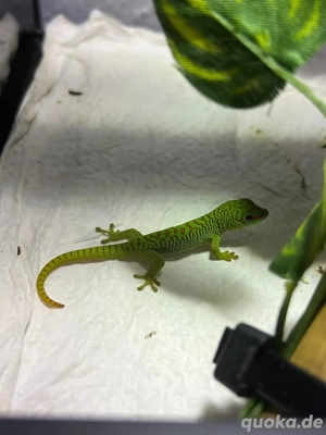 Phelsuma Grandis Nachzuchten !!ANGEBOT!!