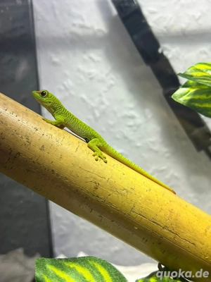 Phelsuma Grandis Nachzuchten