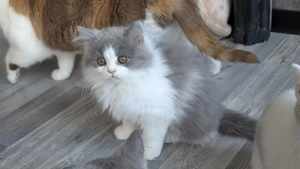 Britisch Langhaar Junge in blue white  Bild 2