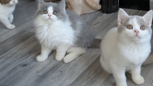 Britisch Langhaar Junge in blue white  Bild 3