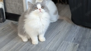 Britisch Langhaar Junge in blue white  Bild 4