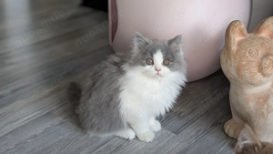 Britisch Langhaar Junge in blue white  Bild 5