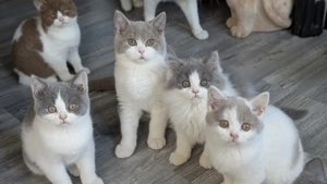 Britisch Langhaar Junge in blue white  Bild 7