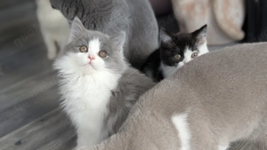 Britisch Langhaar Junge in blue white  Bild 8