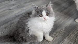 Britisch Langhaar Junge in blue white