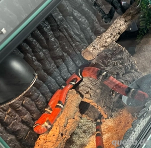 Königsnatter mit terrarium 