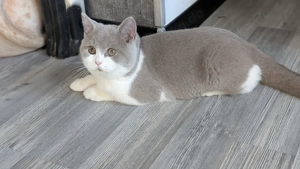 Britisch Kurzhaar Junge in lilac white trägt cinnamon