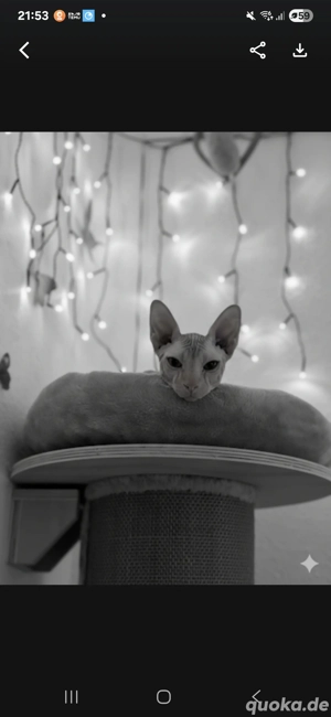 sphynx katze oder kater gesucht 