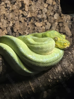 Baumphyton mit Terrarium 