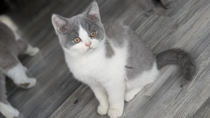 BKH Junge in blue white super typvoll und lieb