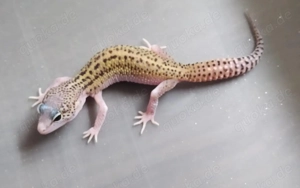Leopardgecko Weibchen Nachzuchten 2025