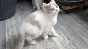 BKH Junge in lilac white traumhaft schön und ein ganz lieber Kerl 