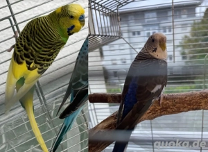 Zwei Wellensittiche entflogen