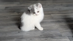 Britisch Kurzhaar in blau weiß total verspielt 