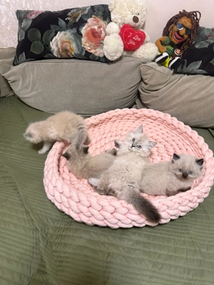 Wunderschöne Britisch Langhaar Kitten abzugeben - Abholung