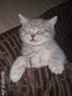 Britisch Kurzhaar Kitten 