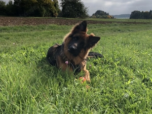 Altdeutscher Schäferhund gegen Schutzgebühr abzugeben