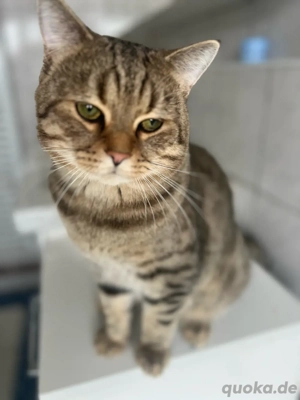 Britische und Persische Mix Kater 