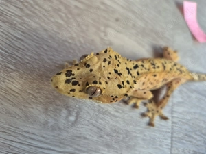 Kronengecko Superdalmatiner 1.0 NZ 2024