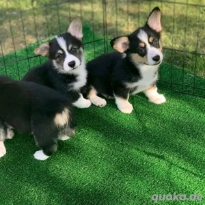 Corgi-Welpen verfügbar Bild 4