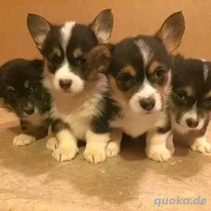 Corgi-Welpen verfügbar