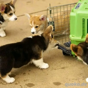 Corgi-Welpen verfügbar Bild 2