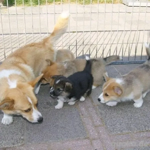 Corgi-Welpen verfügbar Bild 3