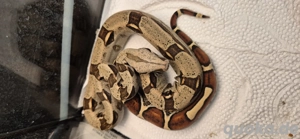 Boa Constrictor 0.1 Bild 2 Boa Constrictor 0.1 Bild 2