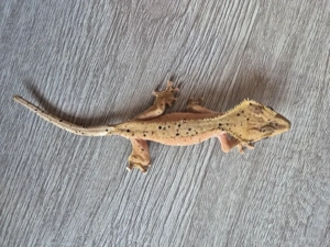 Kronengecko Superdalmatiner 1.0 NZ 2024 schwarze rote graue Punkte