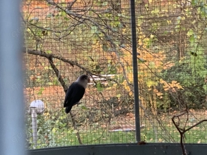 Agaponide Unzertrennliche Rosenköpfchen Einzeltier zu verschenken