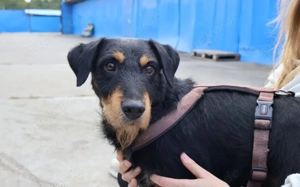 Dringend Pflegestelle zur medizinischen Abklärung für Dusty gesucht!