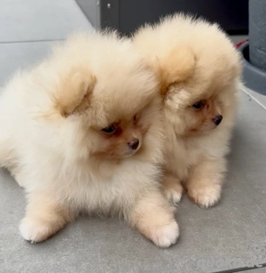 Zwergspitz Pomeranian Welpen reinrassig 