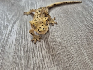 Kronengecko Dalmatiner 1.0 NZ 2024