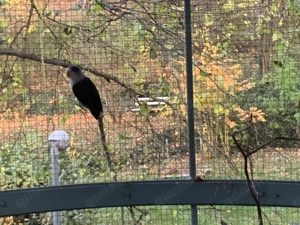 Rosenköpfchen einzelnes Tier in grau Agapornide Unzertrennliche