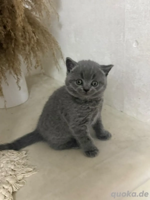 BKH babykatzen ganz gesund suchen eine neue zu hause