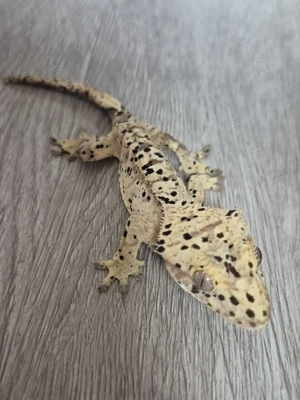 Kronengecko Superdalmatiner 1.0 NZ 10 2024