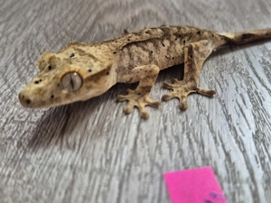 Kronengecko 0.0.1 NZ 2025