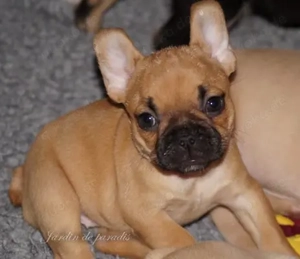 Französische Bulldoggen Welpen von komplett ausgewerteten Elterntieren Bild 4