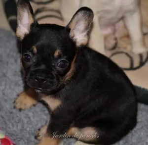 Französische Bulldoggen Welpen von komplett ausgewerteten Elterntieren Bild 2