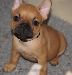 Französische Bulldoggen Welpen von komplett ausgewerteten Elterntieren Bild 3