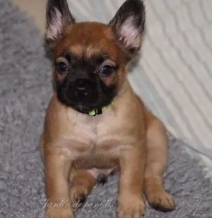 Französischer Bulldoggen Welpen Rüde Pancho von ausgewerteten Elterntieren