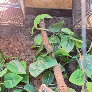 Abzugeben: 1.3 Brachylophus fasciatus   ( Fidschileguan )