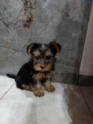 Yorkshire Terrier Welpen