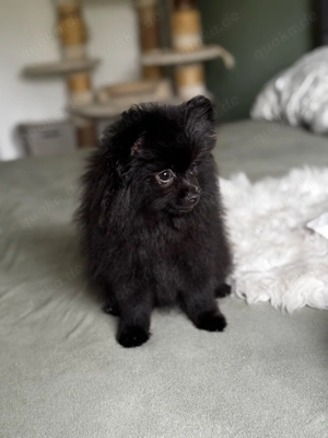 Pomeranian Berry sucht liebevolles Zuhause