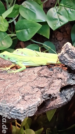 Abzugeben: 1.3 Brachylophus fasciatus  ( Fidschileguan )